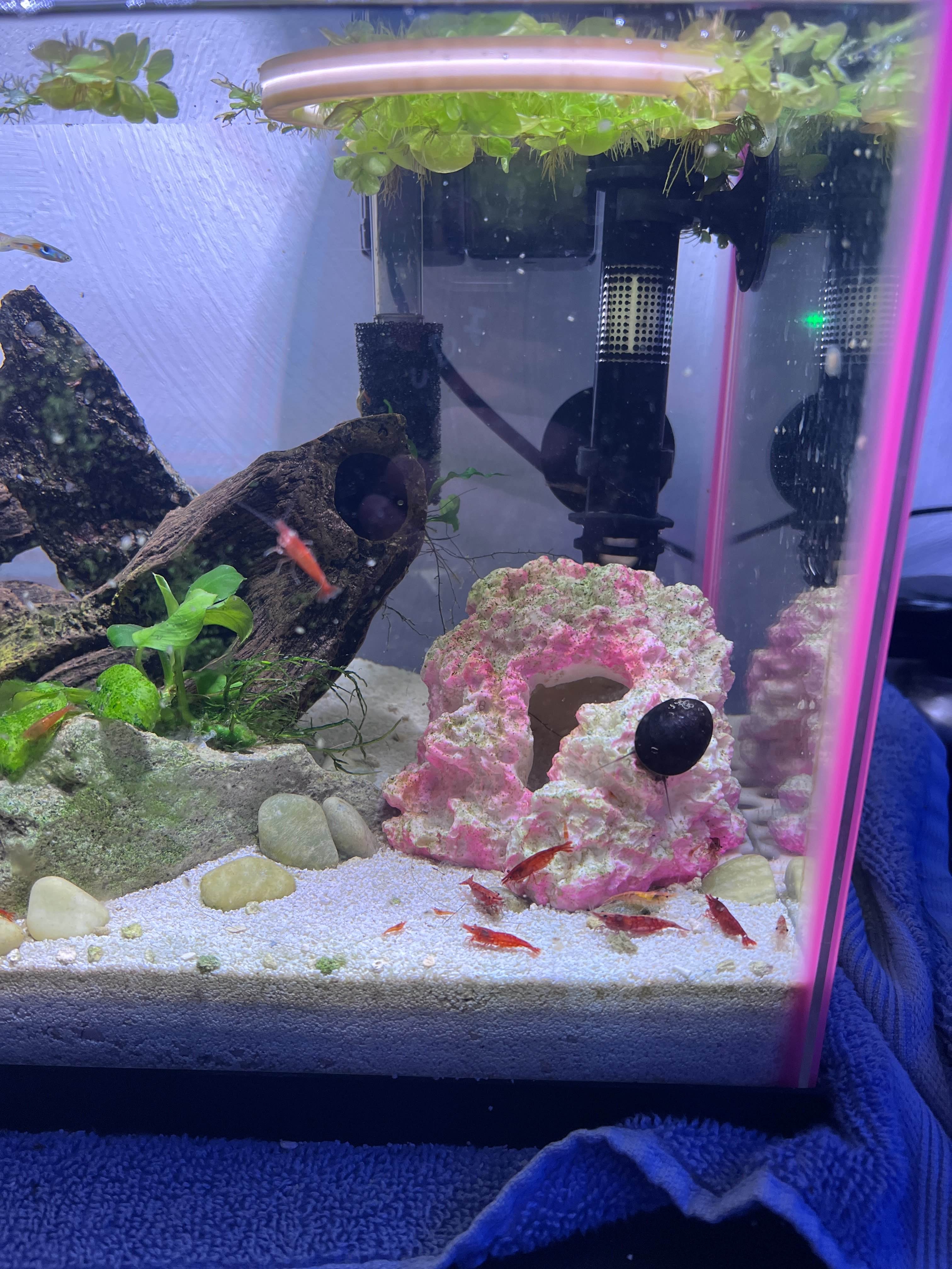 Cherry Shrimp and a Nerite Snail in William Faircloth's Fish Tank
